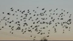 A flock of small birds flying to rest on a phone-line