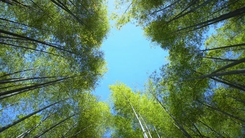 0086 bamboo forest Stock Footage 92122917
