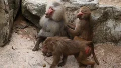 Cute Hamadryas Baboon Monkey, Part of a Sacred Baboon Monkeys Harem