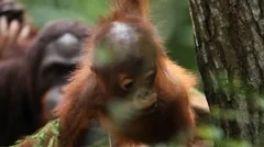 Baby Little Small Young Orangutan Monkey Cub Play Looking Jungle Palm Trees Day