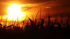 Time-lapse of a beautiful sunset over a corn field.