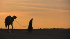 Camel walking through the sand in the Sahara desert sunset
