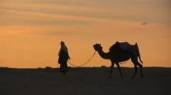 Camel walking through the sand in the Sahara Desert at sunset silhouette  