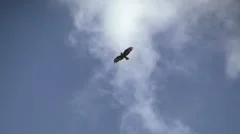 Bird of prey flying