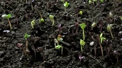 growing seeds sideview wide