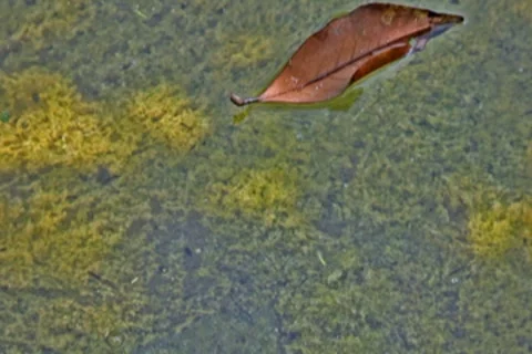 0087 Agua NTSC Stock-Footage 8540166
