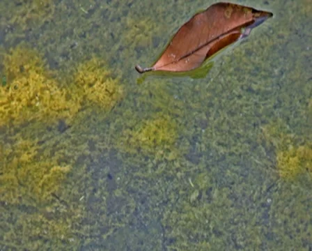 0087 Agua PAL Video stock 8540237