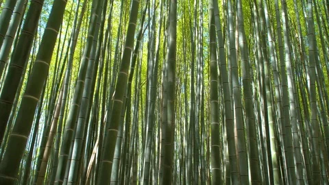 0087 bamboo forest Stock Footage 92124056