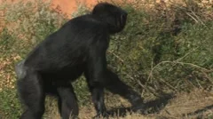 walking chimp