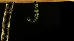 Metamorphosis of a monarch caterpillar / butterfly