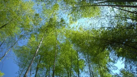 0088 bamboo forest Stock Footage 92123732