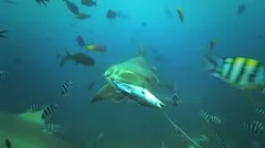Bull Shark attacks bait