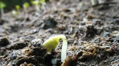 Growing seeds