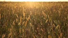 Grain Sorghum Field, Broomcorn, Milo, Landscape and Close-up, Biofuels