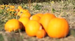 Pumpkin Row - Rack - Depth of Field