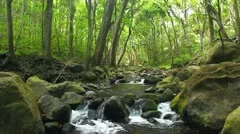Beautiful Stream in Forest