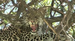 A very angry leopard in a tree