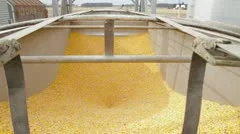 Corn Empties out of Truck Bed (WS)