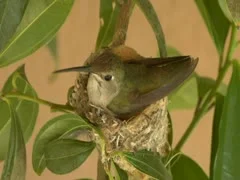 Birth of Hatching Humming bird baby cracking egg open