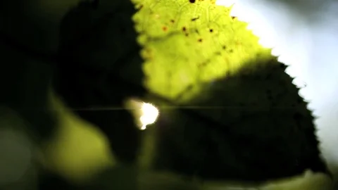 009 leaf whole sun Stock Footage 83255183