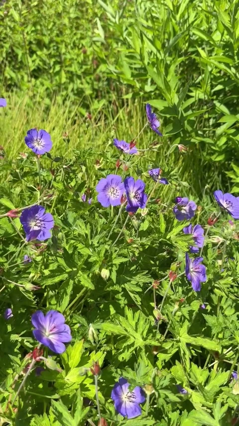 009 Violet Summer Wave Video stock 325987429