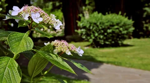 0090 Flores HD30 Video stock 8545251