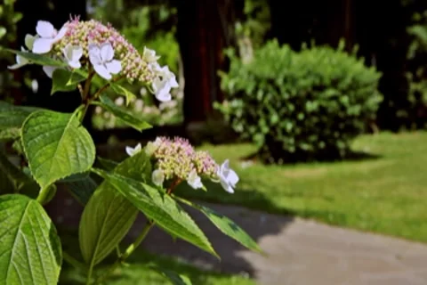 0090 Flores NTSC Video stock 8545557