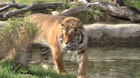 0092-tiger9.mpeg Vidéo 904418