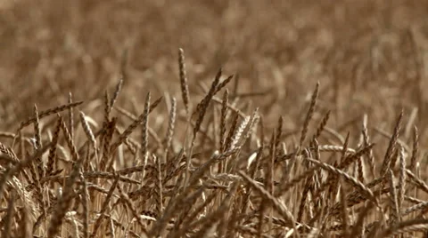 0095 Field of Spelt Video stock 30808146