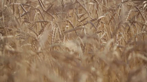 0096 Field of Spelt Stock Footage 30790498