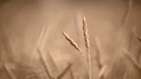 0097 Field of Spelt Stock Footage 30797527