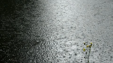 0097 Stock Footage 8859512