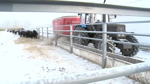 009The feed dispenser is doing its job. Stock Footage 164786716