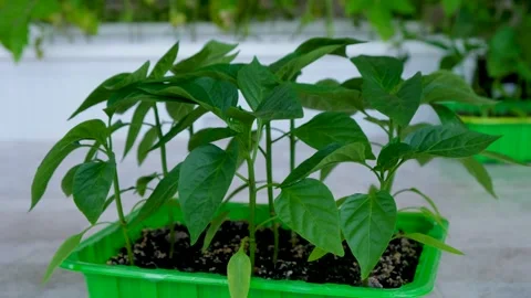 00DSCF0860 Stock Footage 166918699