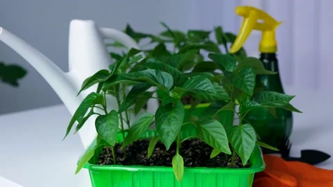 00DSCF0893 Stock Footage 166918706