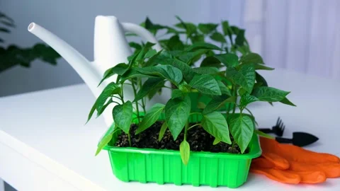 00DSCF0894 Stock Footage 166918694