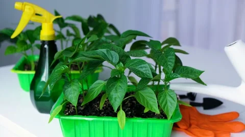 00DSCF0896 Stock Footage 166918714