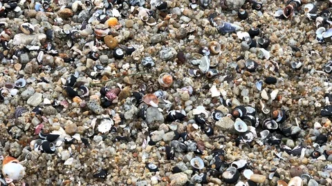 01 01 20 4K HD Video Panning Across tiny snail shells on beach Stock Footage 126875721
