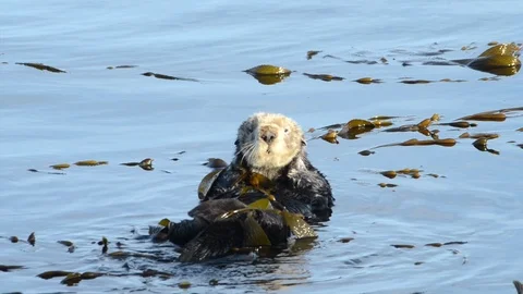 01 03 20 HD Video Otter Bathing 1 Stock Footage 126948249