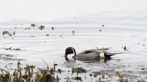 01 08 19 HD video Northern Pintail duck 05 Stock Footage 100997862