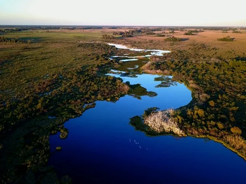 01 Aerea de ninhal de garcas no Pantanal - Panoramica vertical para cima 動画素材 80950605