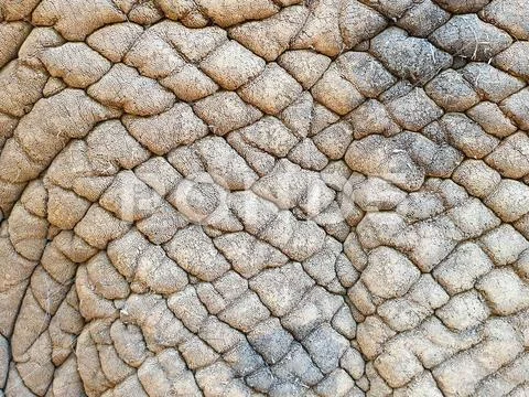 01 African Elephant close encounter sanctuary skin texture Stock Photos
