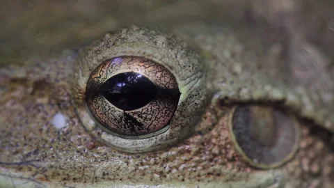 01 Cuba Stock Footage 130871623