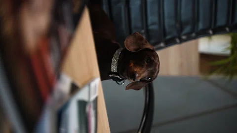 01 Dachshund calm at the table Stock Footage 221118285