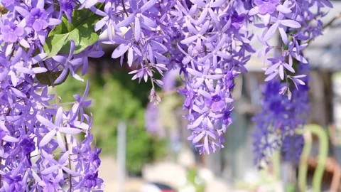 พวงคราม 01 Stock Footage 247449811