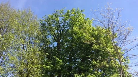 01 green tree tops Stock Footage 144058093