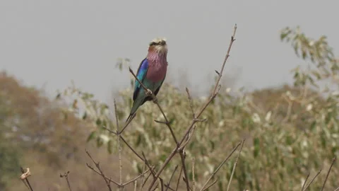 01 Lilac-Breasted Roller Chobe Botswana Stock Footage 148572147