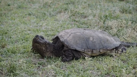 01 Snapping Turtle - Pre-colored - 4K 60P 스톡 동영상 90622868