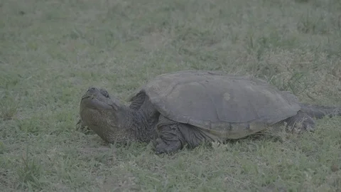 01 Snapping Turtle - Uncolored V-Log - 4K 60P 스톡 동영상 90622865