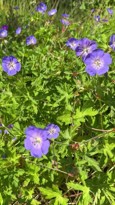 010 Deep Violet Peace Video stock 325987431